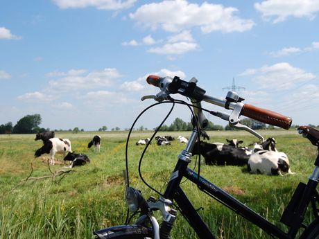 Kühe in Ostfriesland hinter dem Fahrrad